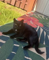 Lost Female Cat last seen Behind Aldi in Charles Town, Charles Town, WV 25414
