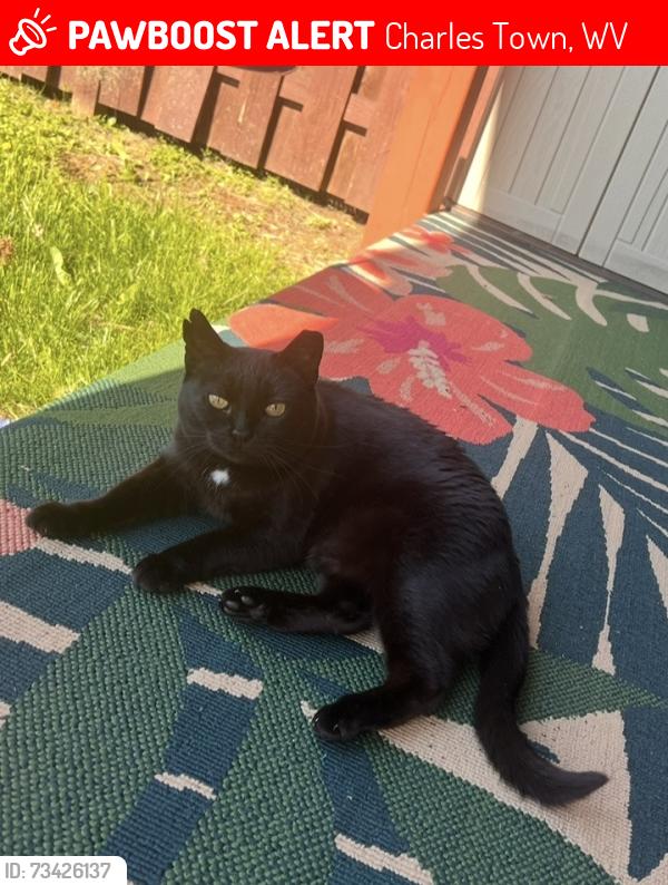 Lost Female Cat last seen Behind Aldi in Charles Town, Charles Town, WV 25414