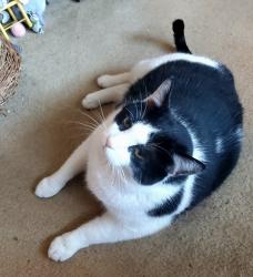 Lost Male Cat last seen Martin Lane & Chapel Hill, Zanesville, OH 43701