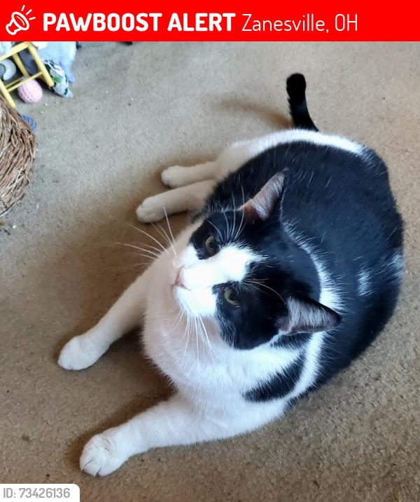 Lost Male Cat last seen Martin Lane & Chapel Hill, Zanesville, OH 43701