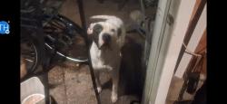 Found/Stray Male Dog last seen Mcknight, North Saint Paul, MN 55109