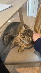 Lost Male Cat last seen Near snow gum road Doncaster east, Doncaster East, VIC 3109