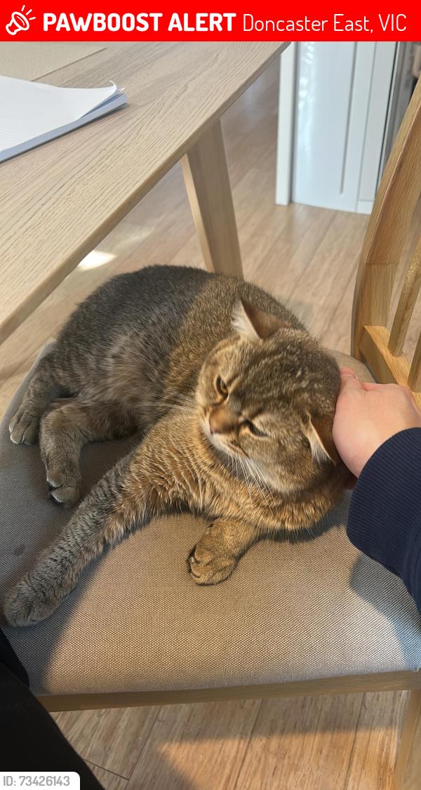 Lost Male Cat last seen Near snow gum road Doncaster east, Doncaster East, VIC 3109