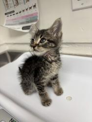 Shelter Stray Female Cat last seen 98th ave, Oakland, CA, 1101 29th Ave, Oakland, CA 94601, USA