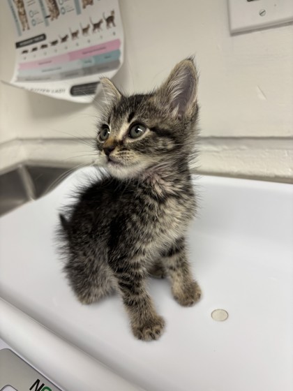 Shelter Stray Female Cat last seen 98th ave, Oakland, CA, 1101 29th Ave, Oakland, CA 94601, USA