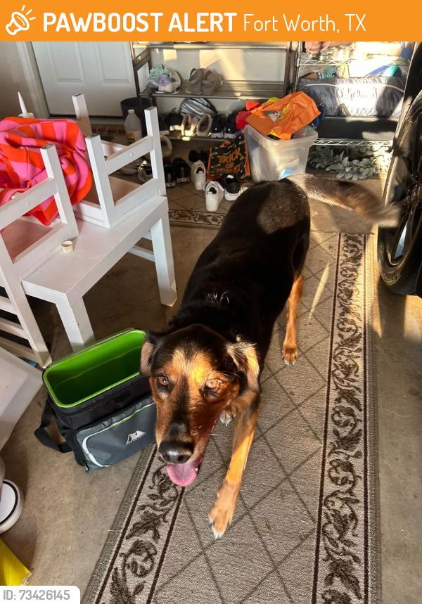 Found/Stray Female Dog last seen Corral Circle, Fort Worth, TX 76244