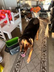 Found/Stray Female Dog last seen Corral Circle, Fort Worth, TX 76244