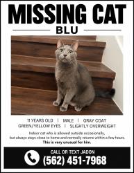 Lost Male Cat last seen El capitan/Cactus, Blue Diamond, NV 89161
