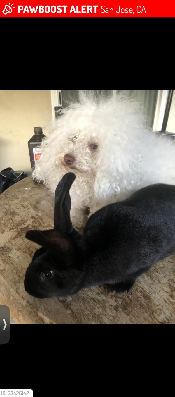 Lost Male Dog last seen Mayglen Way, San Jose, CA 95133