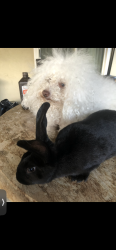 Lost Male Dog last seen Mayglen Way, San Jose, CA 95133