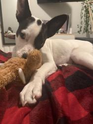 Found/Stray Male Dog last seen Near timberlane dr Fort Worth tx, Fort Worth, TX 76182