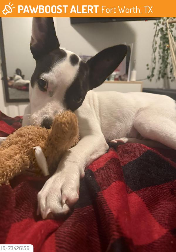 Found/Stray Male Dog last seen Near timberlane dr Fort Worth tx, Fort Worth, TX 76182