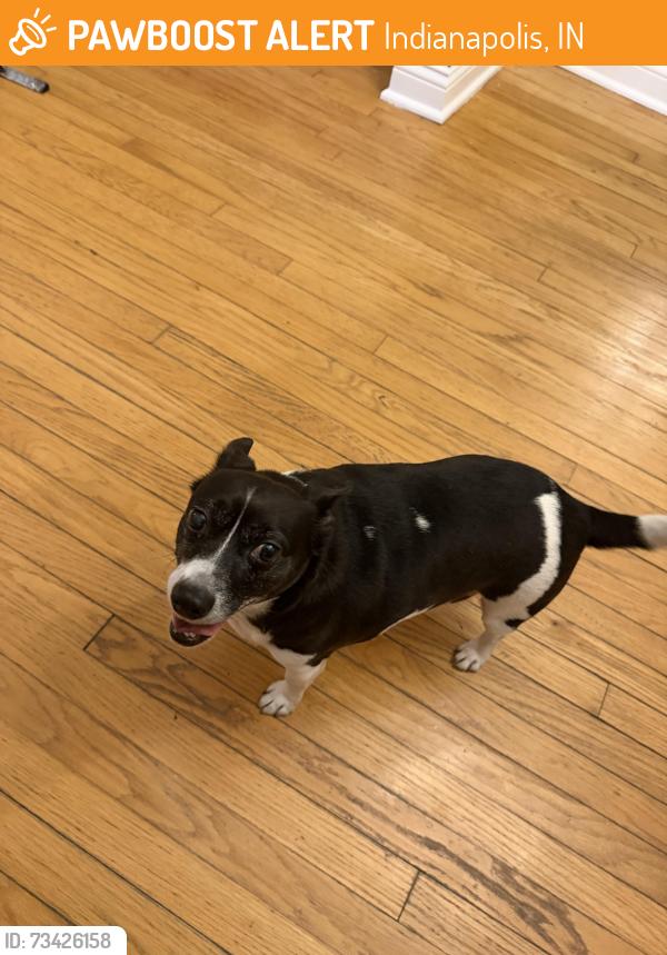 Found/Stray Male Dog last seen Meridian Kessler/ Broad Ripple Area, Indianapolis, Indianapolis, IN 46220