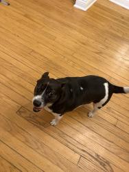 Found/Stray Male Dog last seen Meridian Kessler/ Broad Ripple Area, Indianapolis, Indianapolis, IN 46220