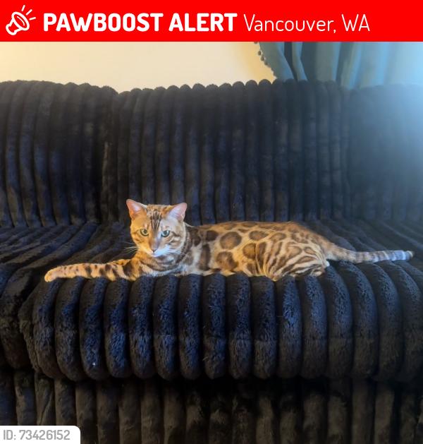 Lost Male Cat last seen Covington and 73rd st, Vancouver, WA 98662