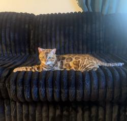 Lost Male Cat last seen Covington and 73rd st, Vancouver, WA 98662