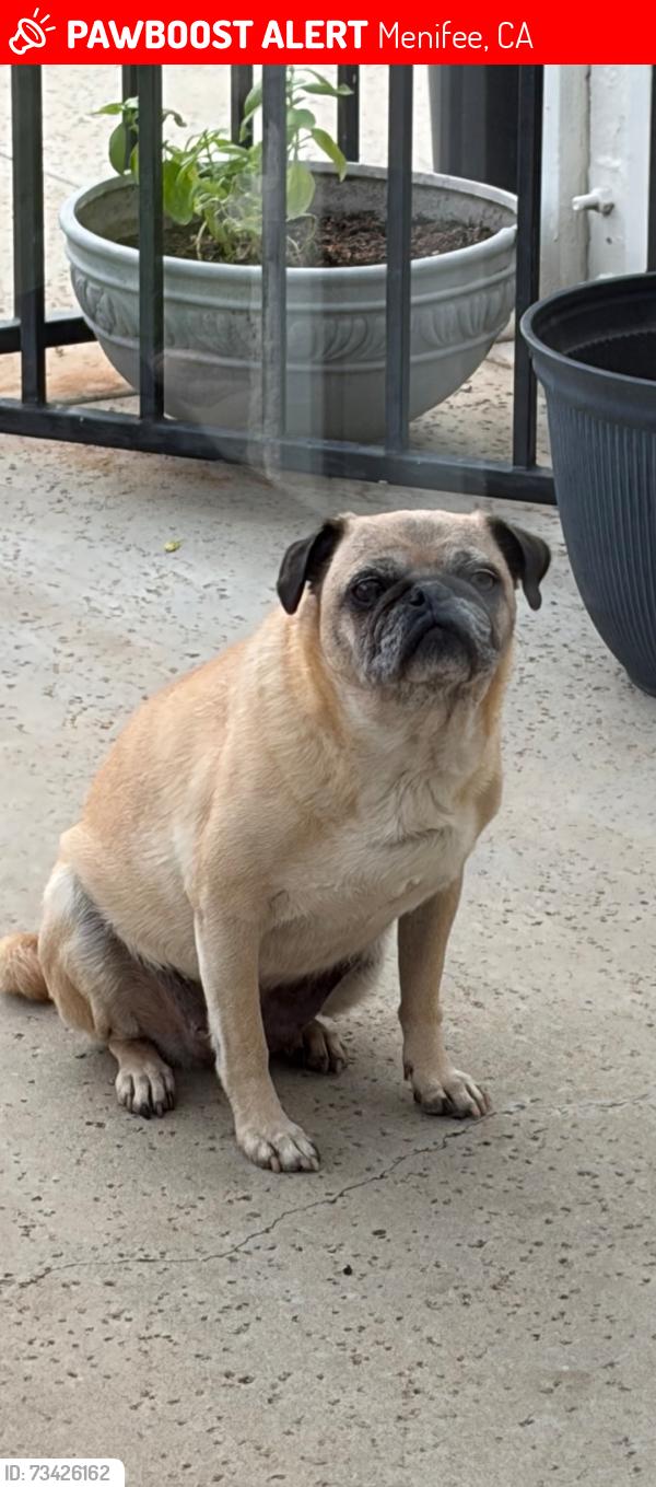 Lost Female Dog last seen Wild sage ct, Menifee, CA 92585
