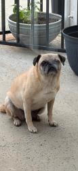 Lost Female Dog last seen Wild sage ct, Menifee, CA 92585