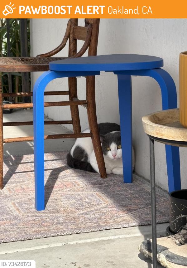 Found/Stray Unknown Cat last seen Near Fairmount Avenue, Oakland, CA 94611