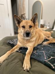 Reunited Female Dog last seen 58th street nw, Bradenton, FL 34209