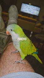 Lost Male Bird last seen South Hills Elementary, Fort Worth, TX 76133