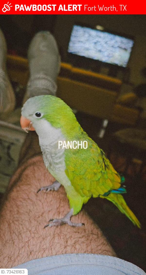 Lost Male Bird last seen South Hills Elementary, Fort Worth, TX 76133