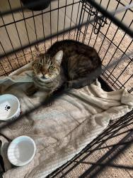 Found/Stray Unknown Cat last seen Osuna and moon, Albuquerque, NM 87111
