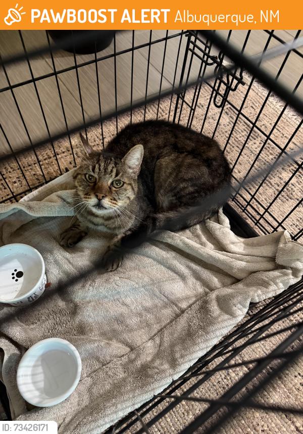 Found/Stray Unknown Cat last seen Osuna and moon, Albuquerque, NM 87111