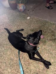 Found/Stray Female Dog last seen Childers St and John Reagan St, Benbrook, TX 76126