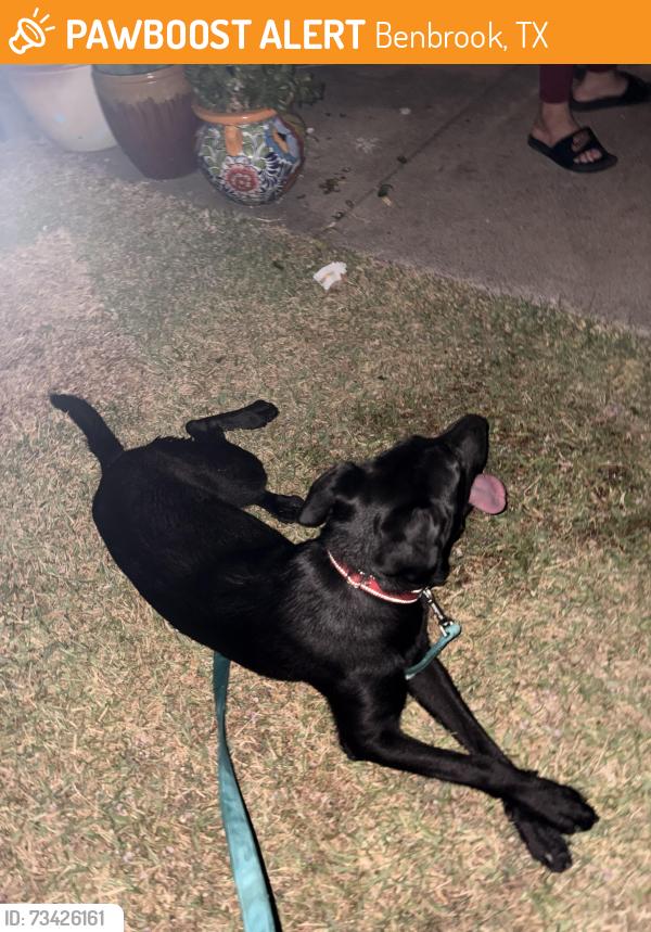 Found/Stray Female Dog last seen Childers St and John Reagan St, Benbrook, TX 76126