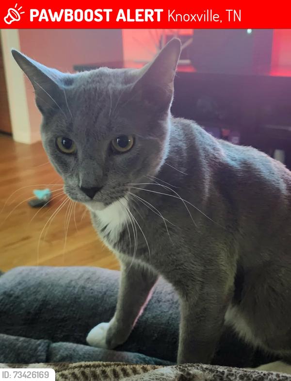 Lost Male Cat last seen The Grange subdivision off, close to Middlebrooke Pike and Andes Rd., Knoxville, TN 37931