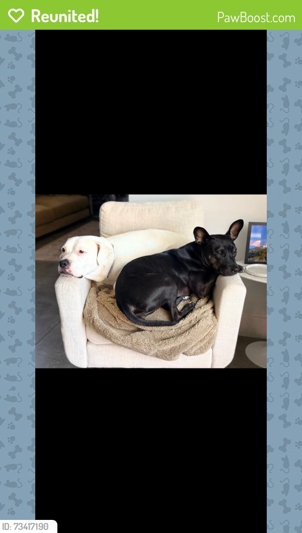 Reunited Female Dog last seen Na, Palos Verdes Estates, CA 90274
