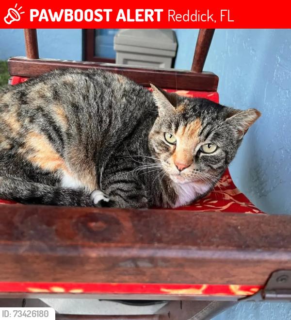 Lost Female Cat last seen Near NW 65th Ave Rd Reddick, FL. 32686, Reddick, FL 32686