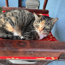 Lost Female Cat last seen Near NW 65th Ave Rd Reddick, FL. 32686, Reddick, FL 32686