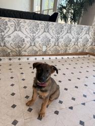 Lost Female Dog last seen E canyon rim road and Hummingbird Cr, Anaheim, CA 92808
