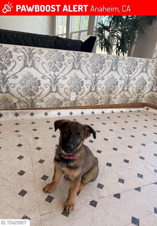 Lost Female Dog last seen E canyon rim road and Hummingbird Cr, Anaheim, CA 92808