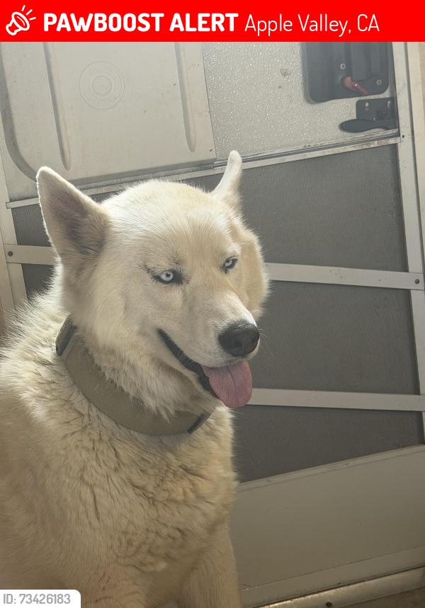 Lost Male Dog last seen Kiowa, Apple Valley, CA 92308