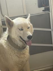Lost Male Dog last seen Kiowa, Apple Valley, CA 92308