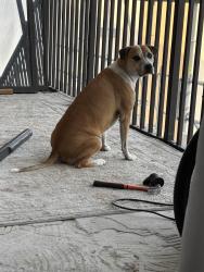 Lost Male Dog last seen Hancock Bridge Parkway and 41, North Fort Myers, FL 33903