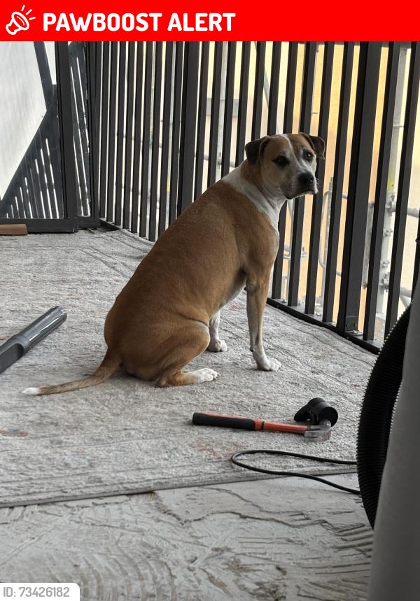 Lost Male Dog last seen Hancock Bridge Parkway and 41, North Fort Myers, FL 33903