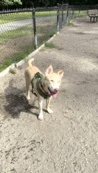 Lost Male Dog last seen Near Guitar Center, Tacoma, WA 98409