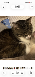 Lost Male Cat last seen McCuskey road, Holyoke, MN 55749