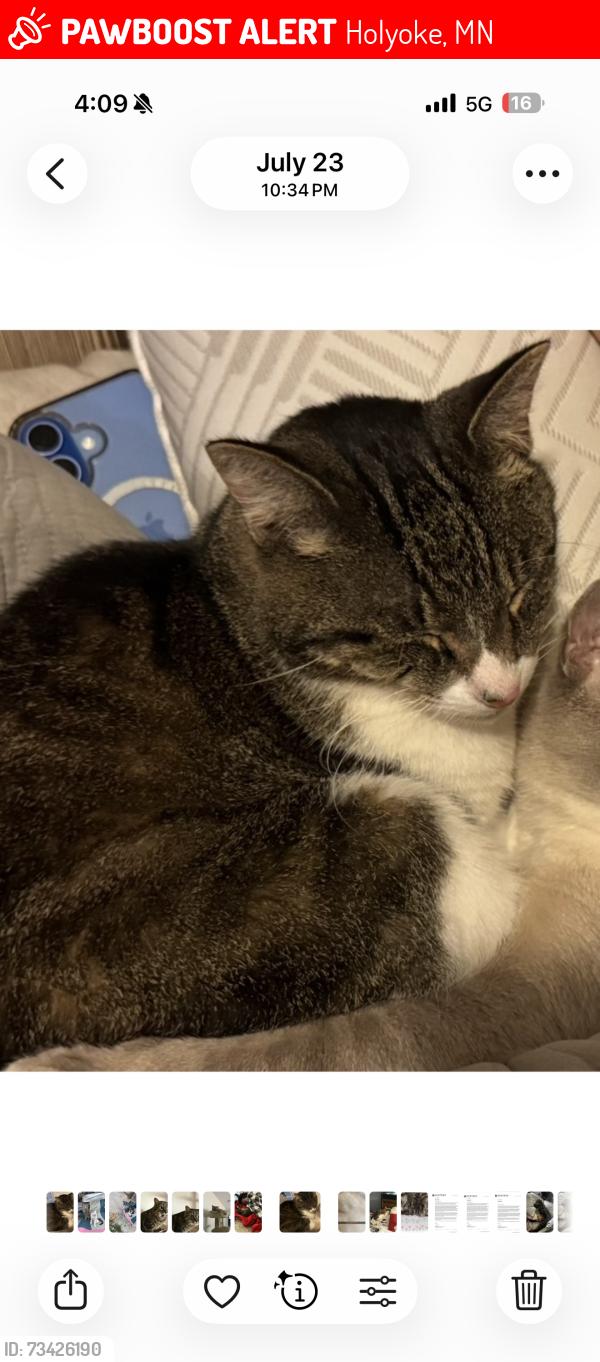 Lost Male Cat last seen McCuskey road, Holyoke, MN 55749