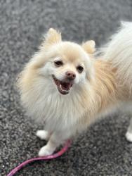 Reunited Female Dog last seen Staples and Lowman, Corpus Christi, TX 78411