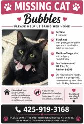 Lost Female Cat last seen Near NE 23rd ST, Renton, WA 98059