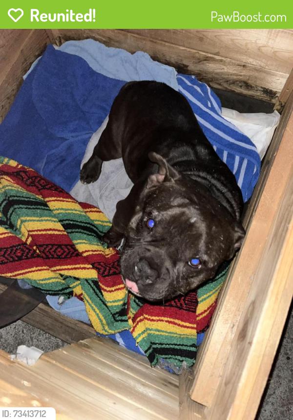 Reunited Male Dog last seen Fruitvale and foothill, Oakland, CA 94601
