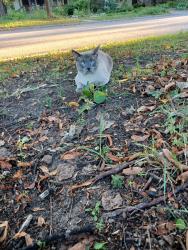 Found/Stray Unknown Cat last seen Hewitt and fairview, Saint Paul, MN 55104