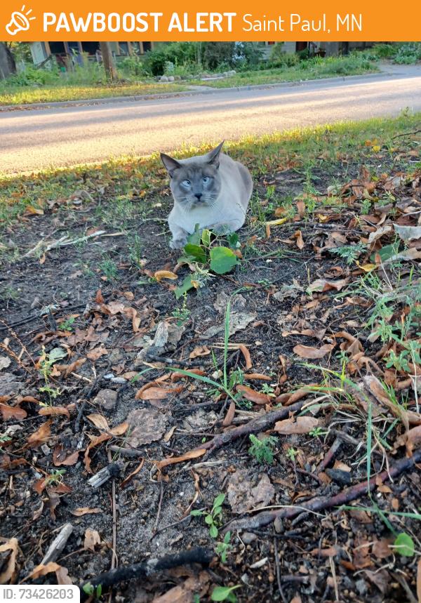 Found/Stray Unknown Cat last seen Hewitt and fairview, Saint Paul, MN 55104
