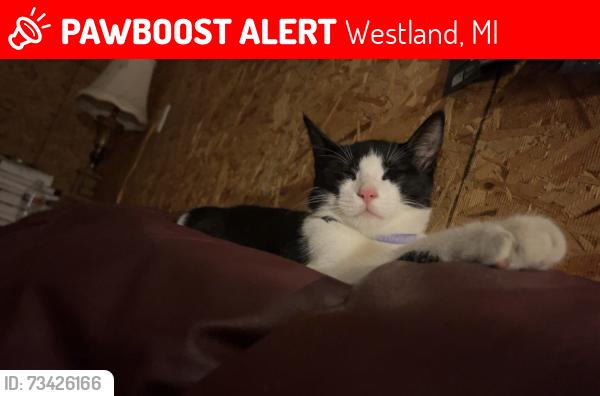 Lost Male Cat last seen Wildwood and Hunter, Westland, MI 48185