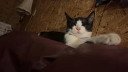 Lost Male Cat last seen Wildwood and Hunter, Westland, MI 48185